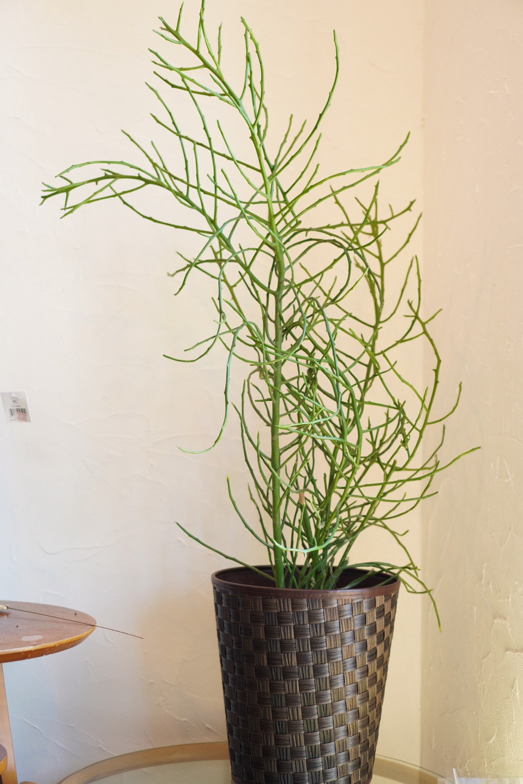 ミルクブッシュ(110cm)